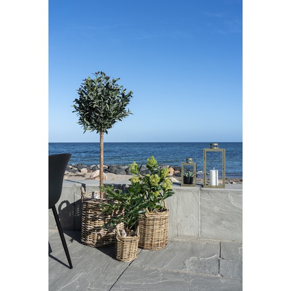 Sztuczne Drzewo Figowe 60cm