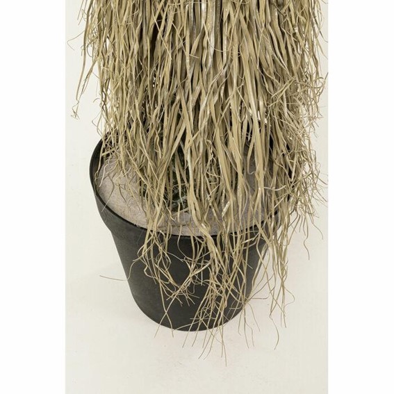 Roślina Dekoracyjna YUCCA ROSTRATA 240 cm