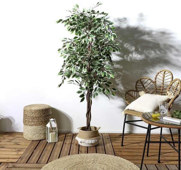 Sztuczna Roślina BENJAMIN 170cm