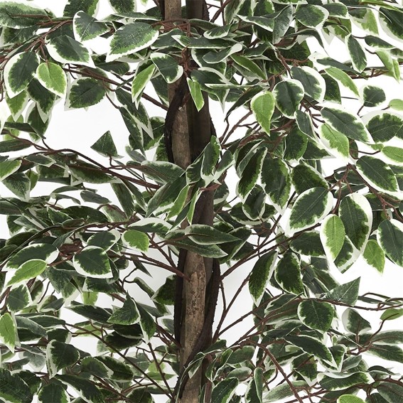 Sztuczna Roślina BENJAMIN 170cm