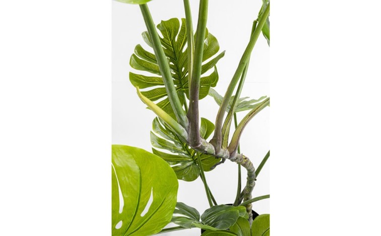 Roślina dekoracyjna MONSTERA 110 cm