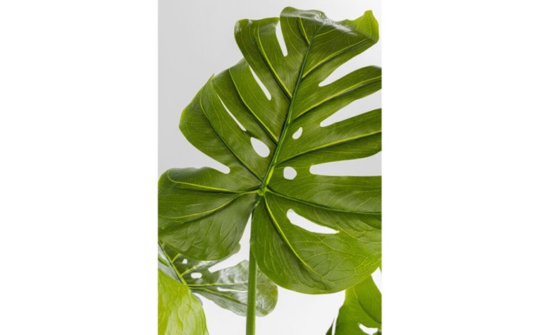 Roślina dekoracyjna MONSTERA 110 cm