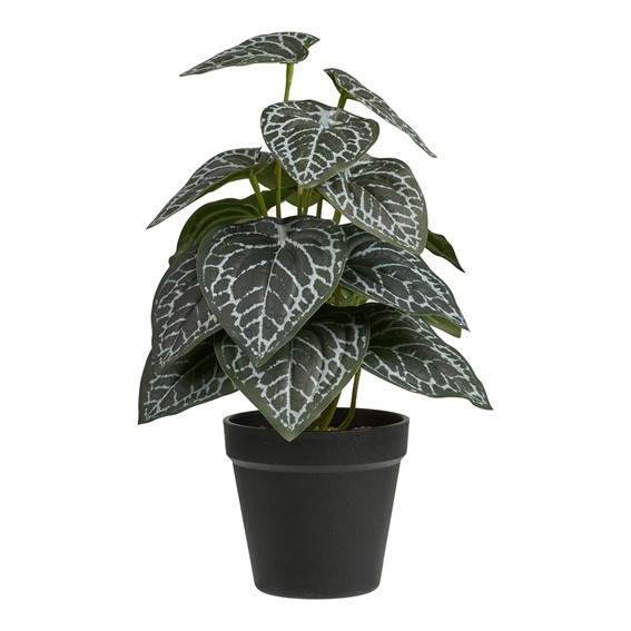 Sztuczna Roślina FITTONIA 33cm Zielony