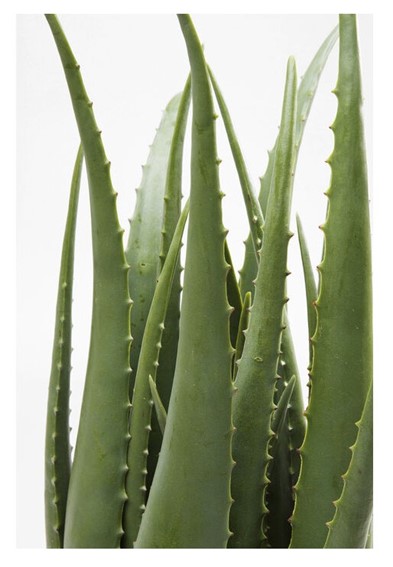 Roślina Dekoracyjna ALOE 69 cm