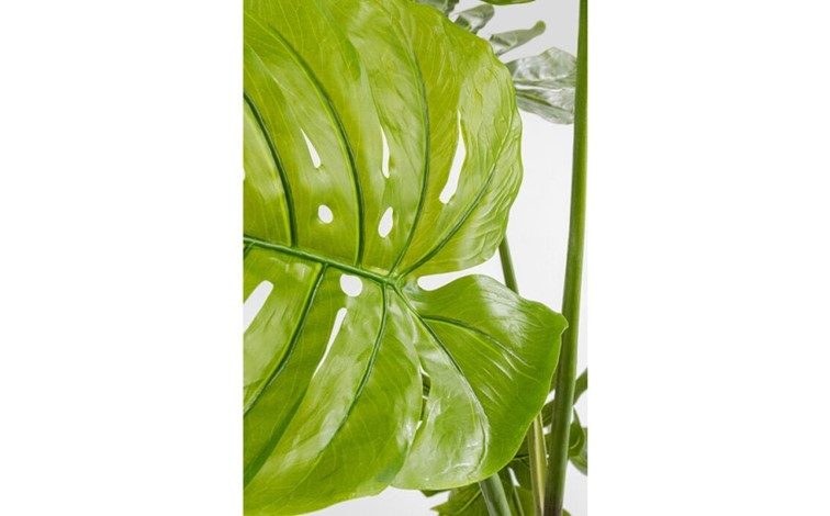 Roślina dekoracyjna MONSTERA 110 cm