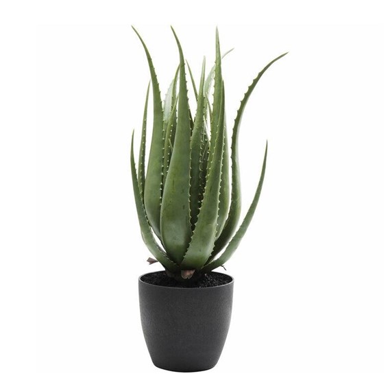 Roślina Dekoracyjna ALOE 69 cm