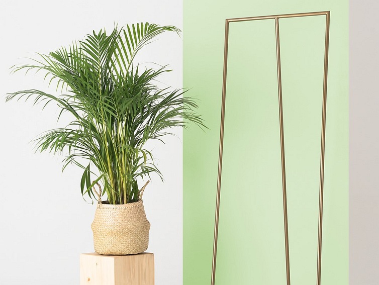 Wieszak Zet 175 Złoty