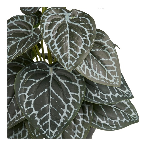 Sztuczna Roślina FITTONIA 33cm Zielony