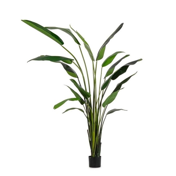Roślina Dekoracyjna STRELICJA Zielony