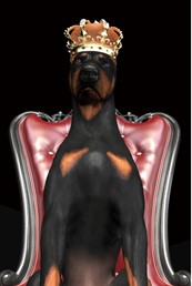 Obraz DOG IN CRWON 120x80