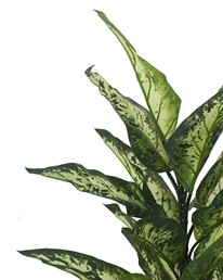 Roślina Dekoracyjna DIFENBACHIA 100 cm