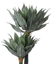 Roślina Dekoracyjna AGAVE 120 cm