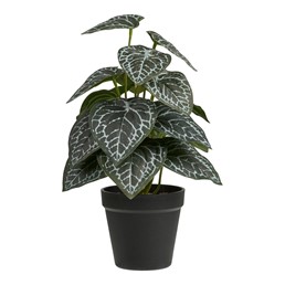 Sztuczna Roślina FITTONIA 33cm Zielony