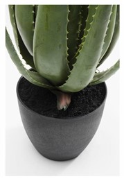 Roślina Dekoracyjna ALOE 69 cm