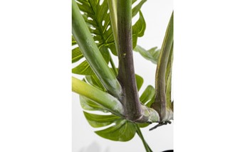 Roślina dekoracyjna MONSTERA 110 cm